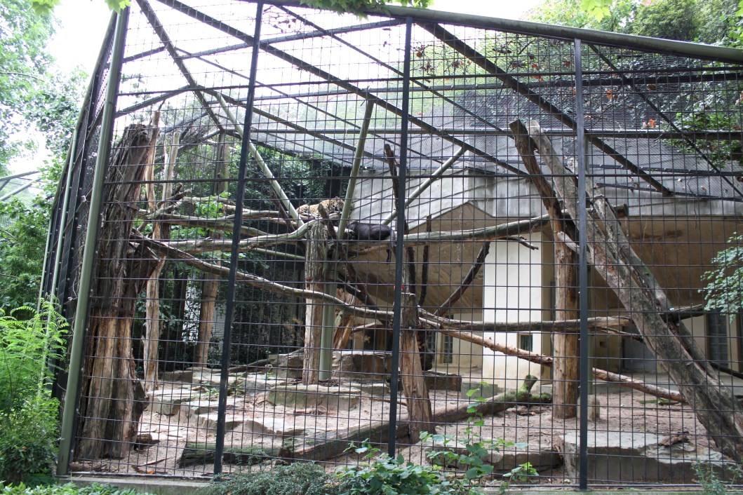 ZOO Antwerpen - Carnivore exhibit (Jaguar)