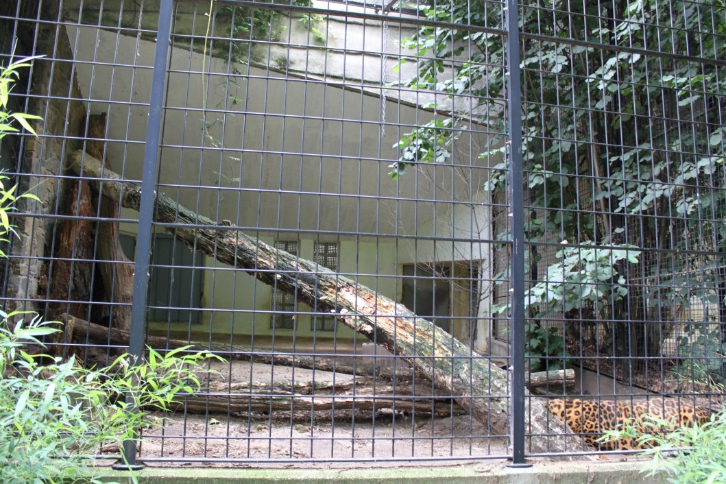 ZOO Antwerpen - Carnivore exhibit (Leopard)