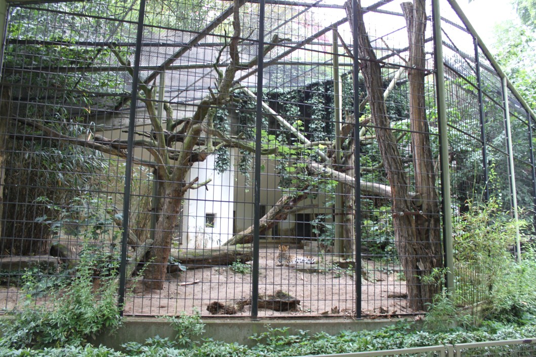 ZOO Antwerpen - Carnivore exhibit (Leopard)
