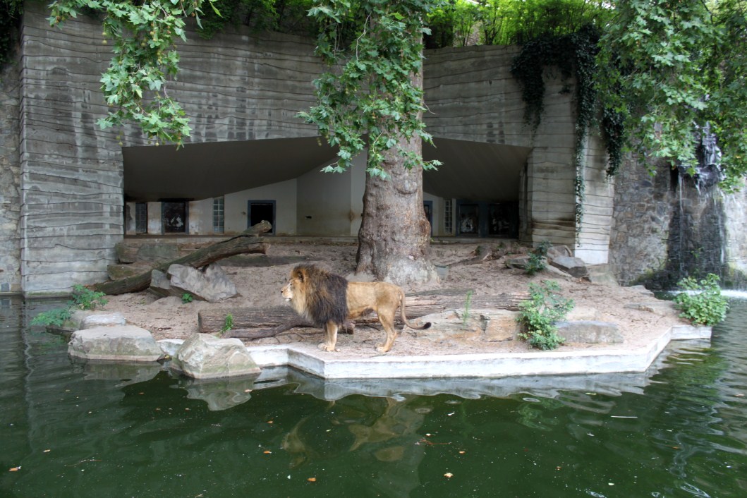ZOO Antwerpen - Carnivore exhibit (Lion)