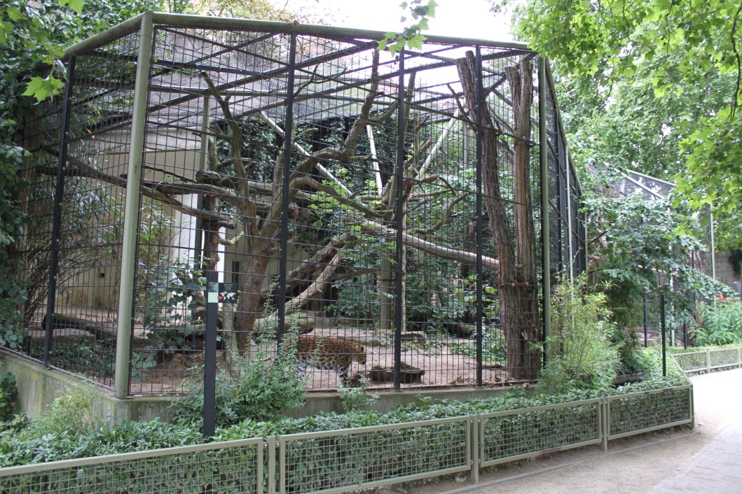 ZOO Antwerpen - Carnivore exhibits (Leopard and Jaguar)