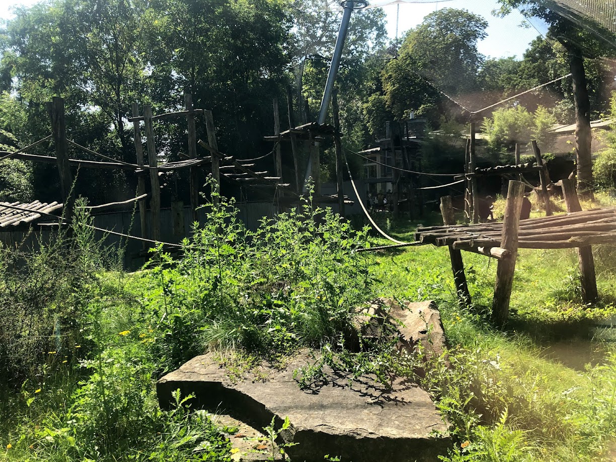 Zoo Antwerpen- chimpanzee enclosure- 2021