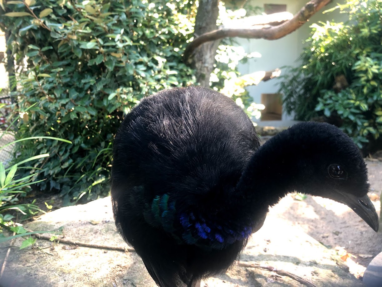 Zoo Antwerpen- common trumpeter- 2021