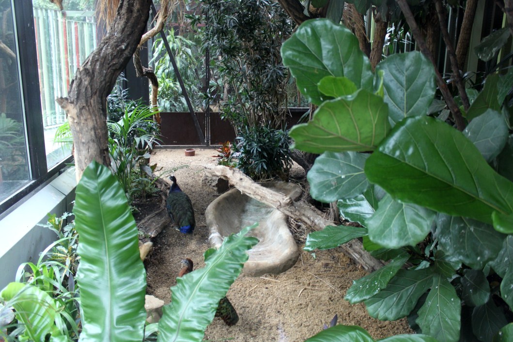 ZOO Antwerpen - Congo Peafowl Breeding Centre