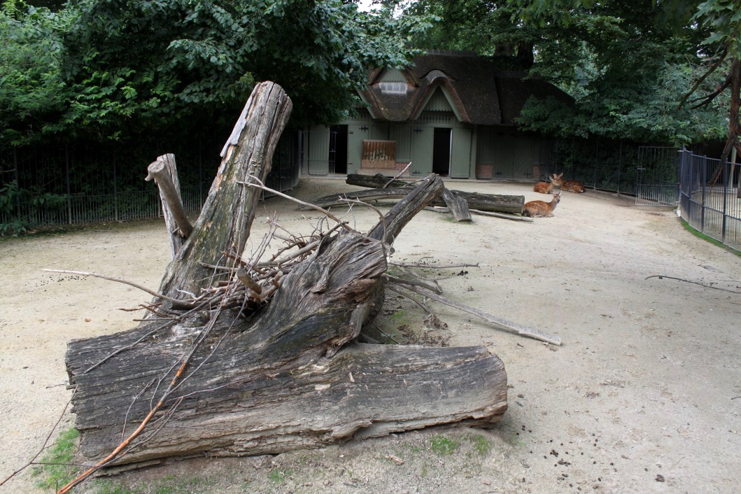 ZOO Antwerpen - Dybowski deer exhibit