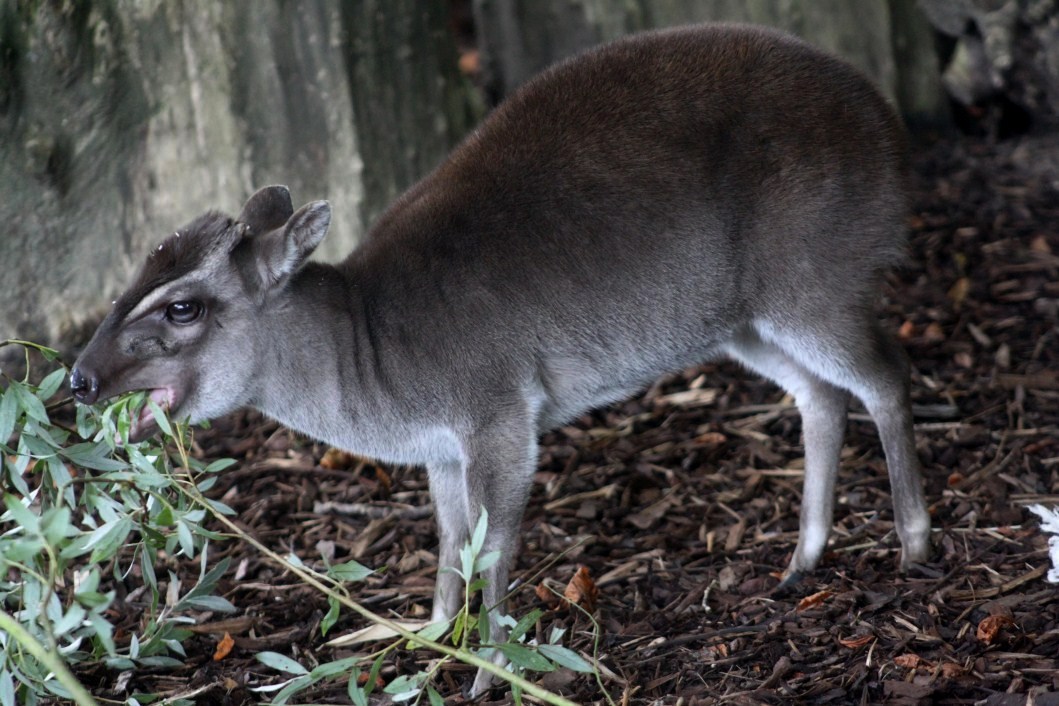 ZOO Antwerpen - Egyptian Temple (Duiker)