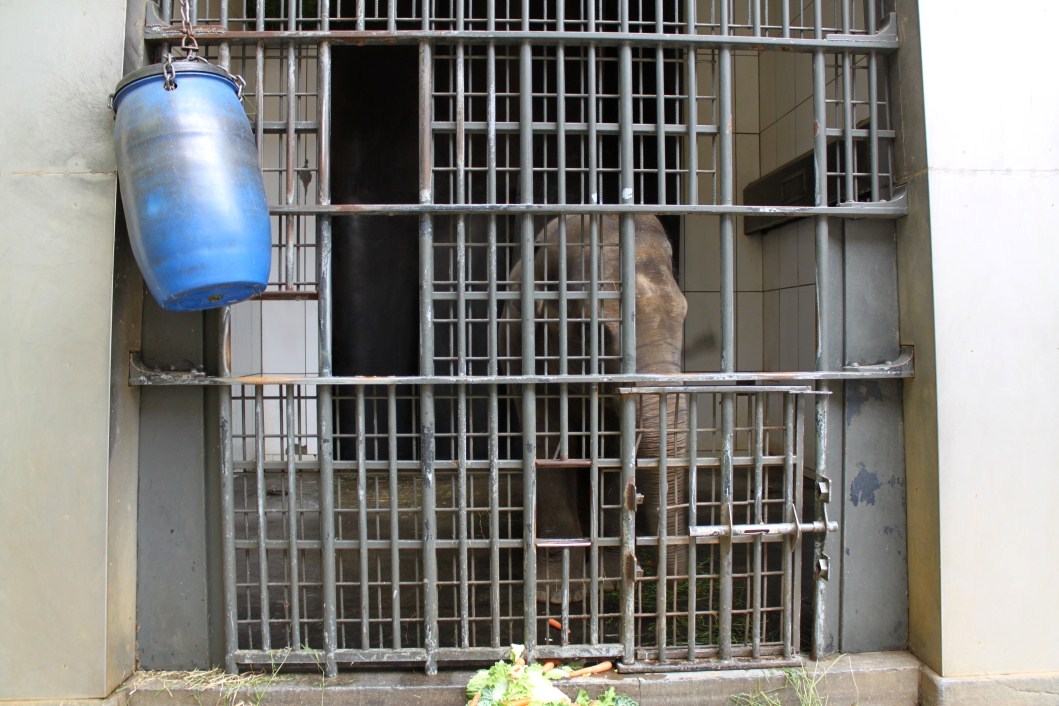 ZOO Antwerpen - Egyptian Temple (Elephant)