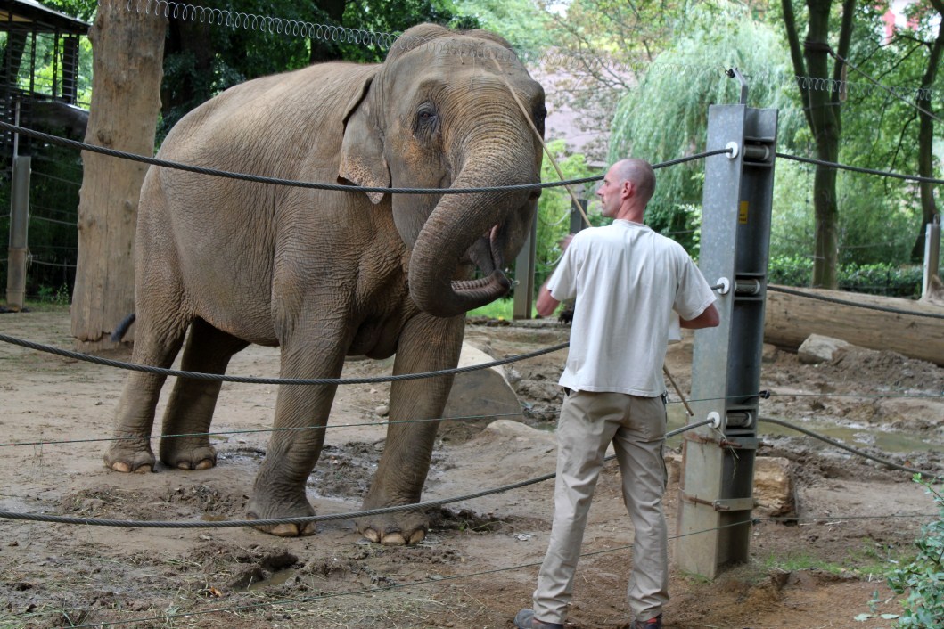 ZOO Antwerpen - Egyptian Temple (Elephant)