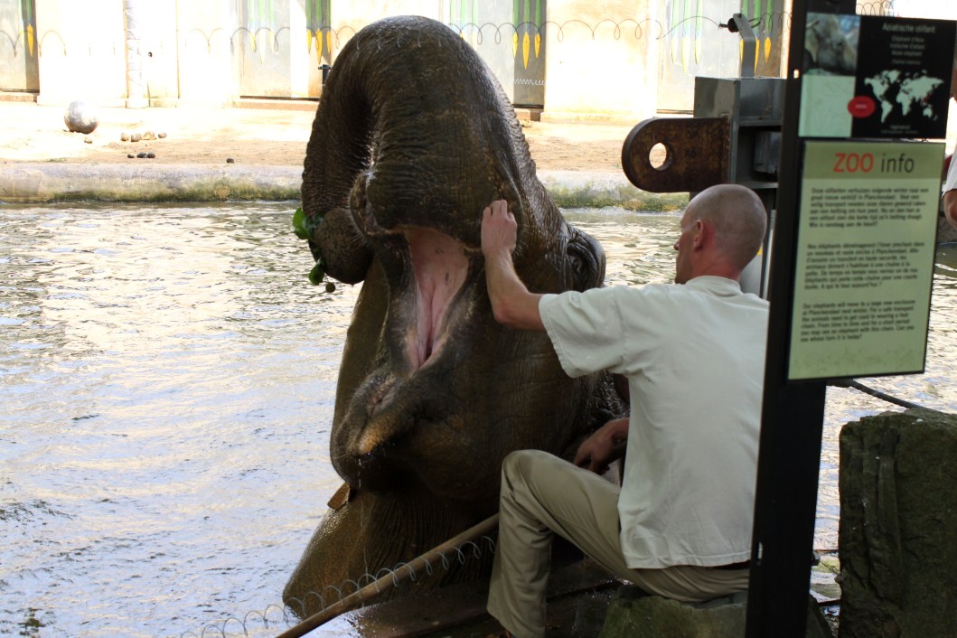 ZOO Antwerpen - Egyptian Temple (Elephant)