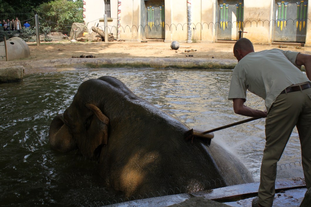 ZOO Antwerpen - Egyptian Temple (Elephant)