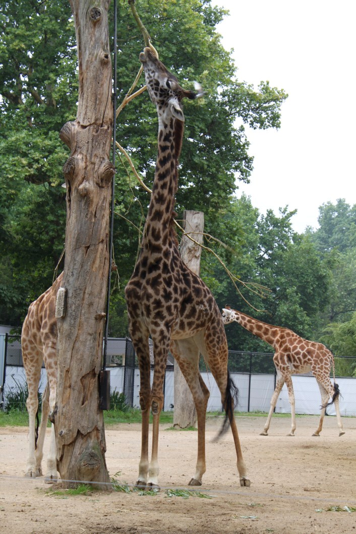 ZOO Antwerpen - Egyptian Temple (Giraffe)