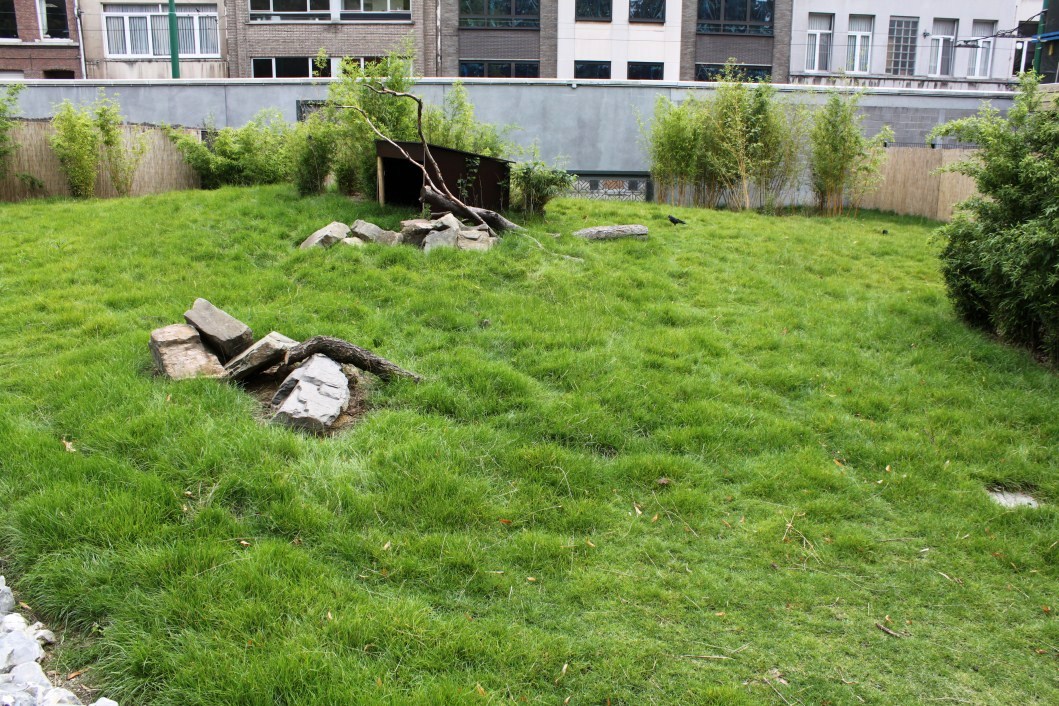 ZOO Antwerpen - Extension area (Wallaby)