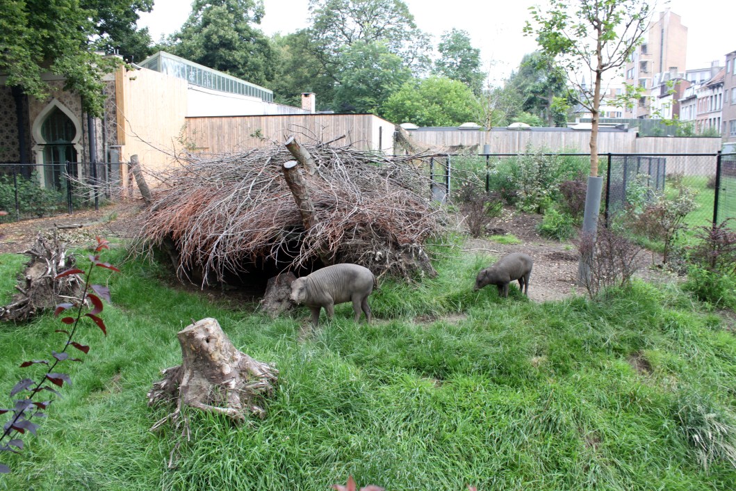 ZOO Antwerpen - Extention Area (Babirusa)
