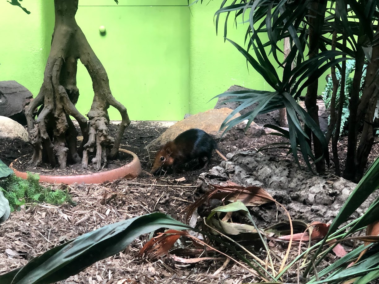 Zoo Antwerpen- giant sengis- 2021