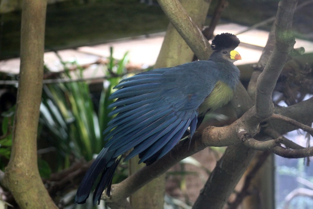 ZOO Antwerpen - Great blue turaco