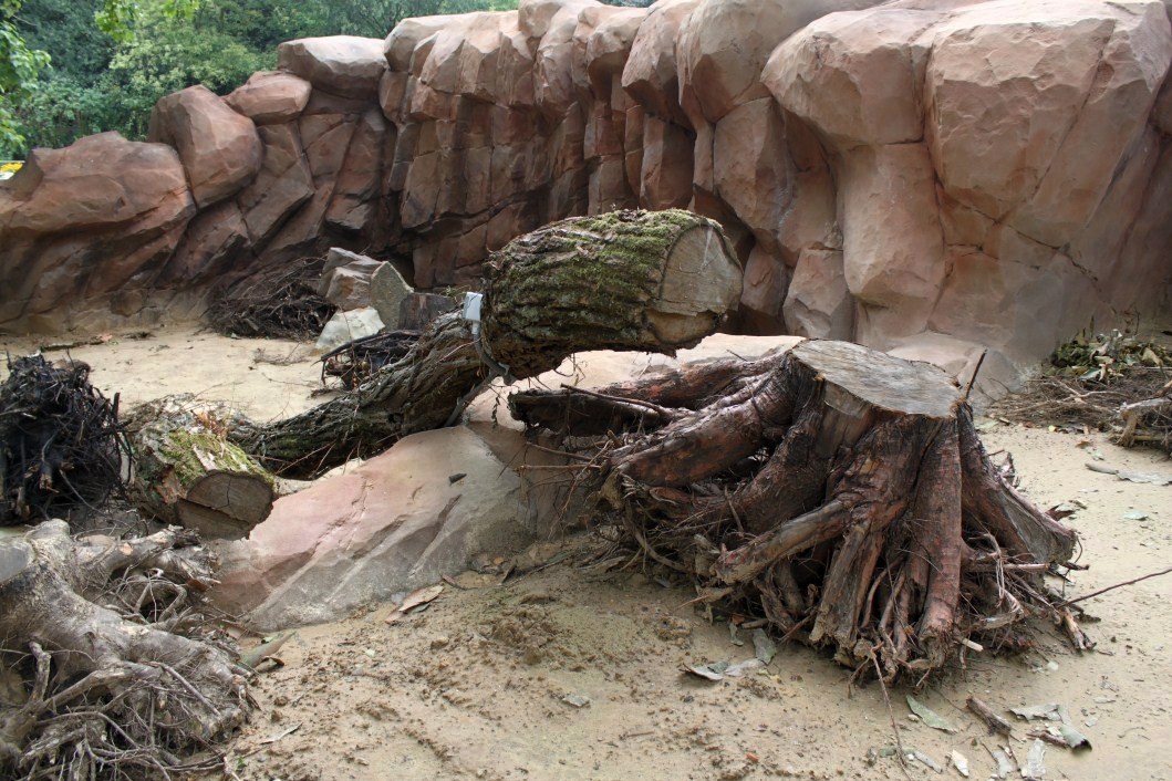 ZOO Antwerpen - Great Plains (Meerkat/mongoose)