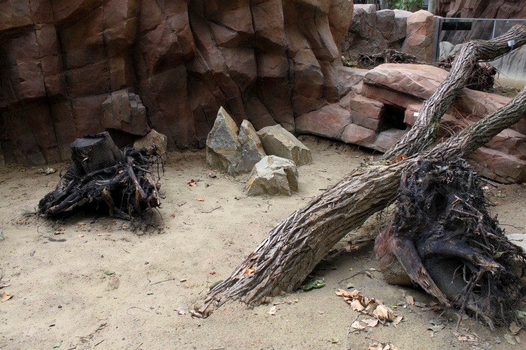 ZOO Antwerpen - Great Plains (Meerkat/mongoose)