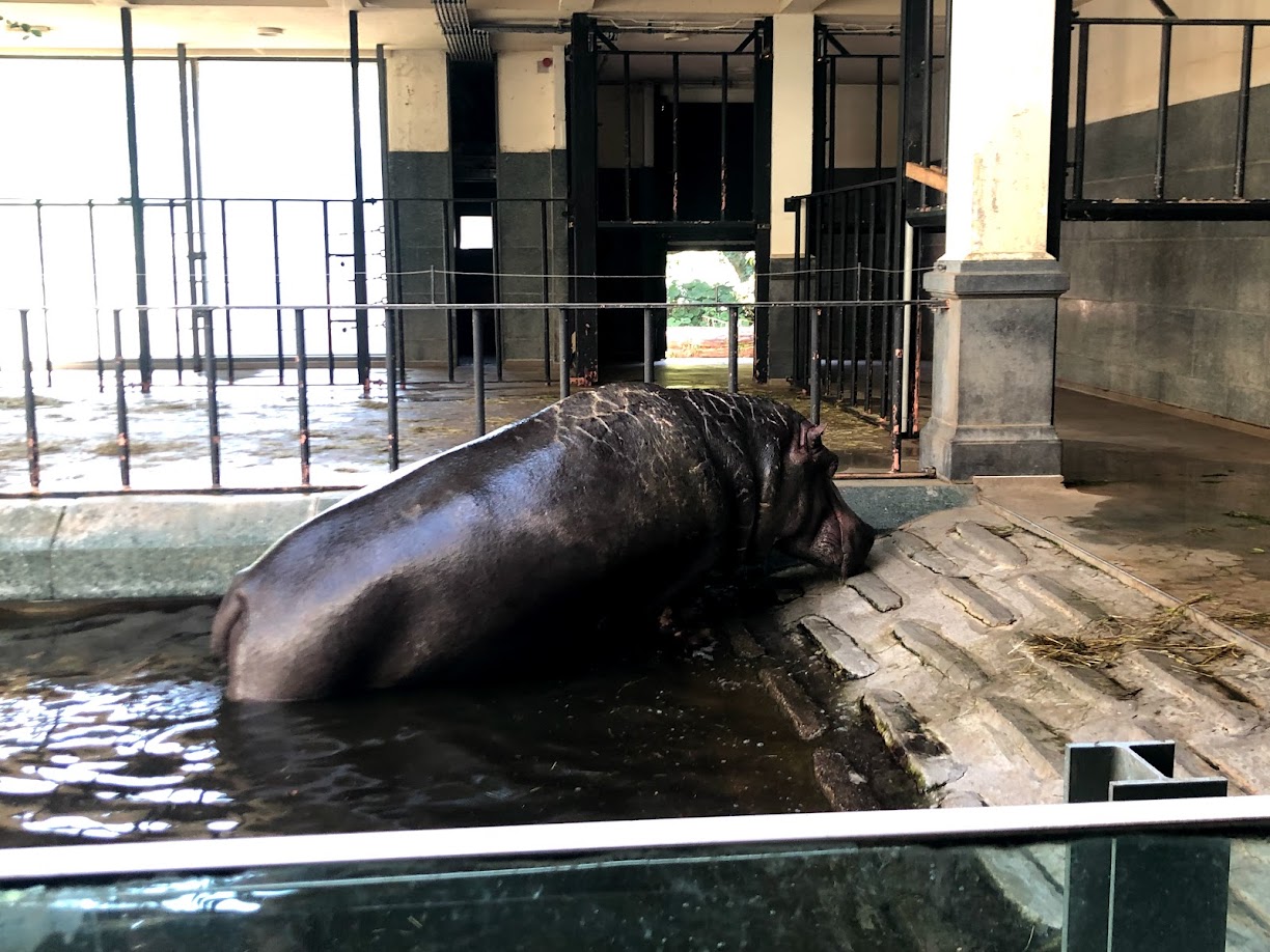 Zoo Antwerpen- hippo in indoor enclosure- 2021