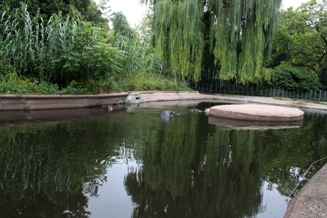 ZOO Antwerpen - Hippotopia (Hippo exhibit)