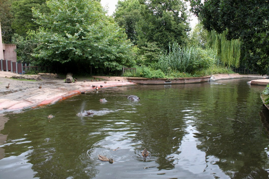 ZOO Antwerpen - Hippotopia (Hippo exhibit)