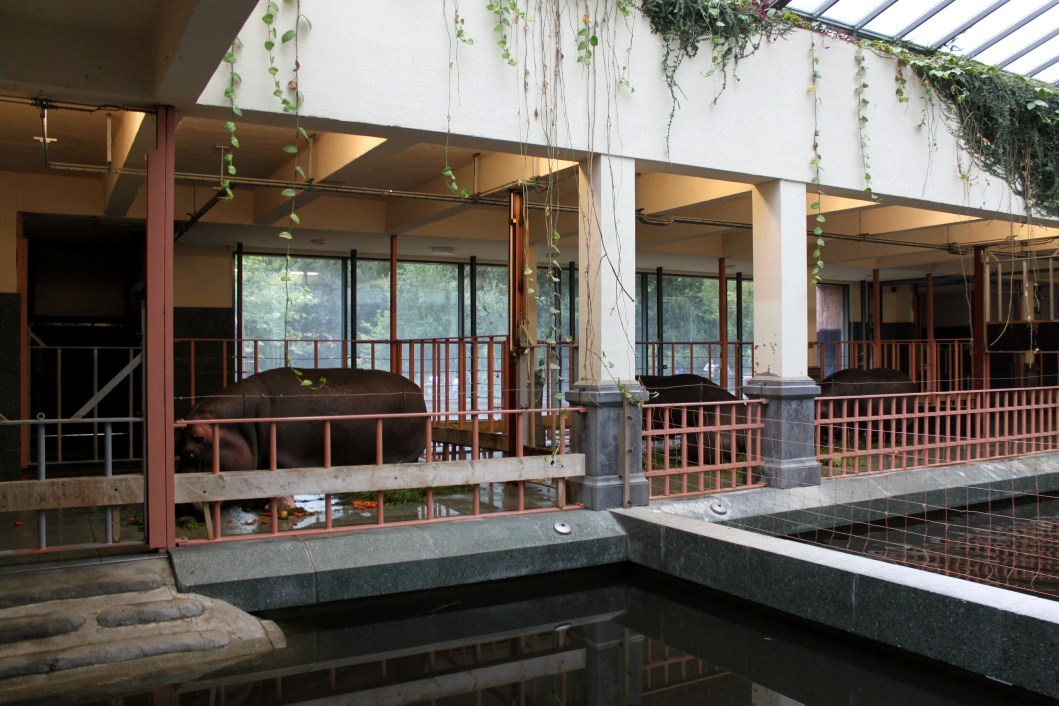 ZOO Antwerpen - Hippotopia (Hippo House)