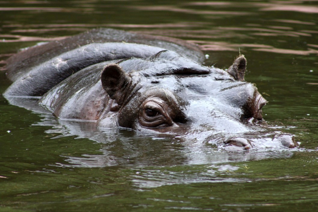 ZOO Antwerpen - Hippotopia (Hippo)