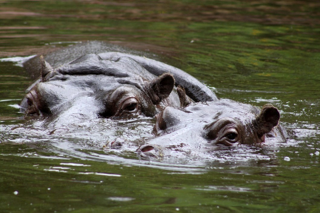 ZOO Antwerpen - Hippotopia (Hippos)