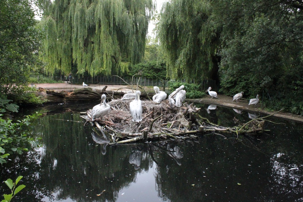 ZOO Antwerpen - Hippotopia (Pelicans)