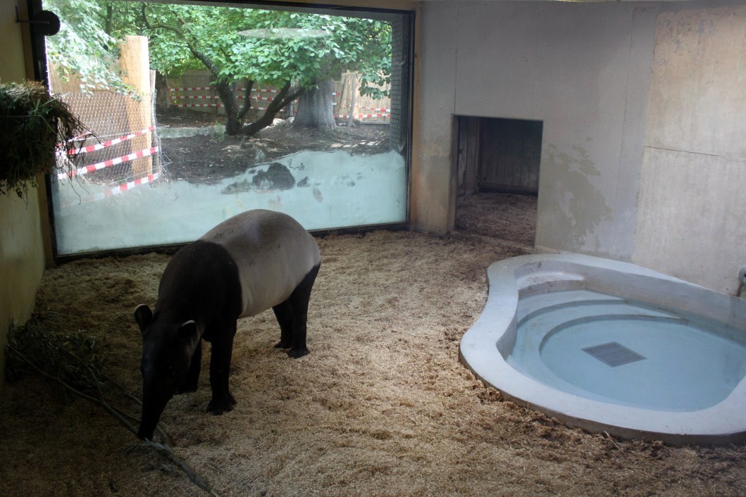 ZOO Antwerpen - Hippotopia (Tapir House)