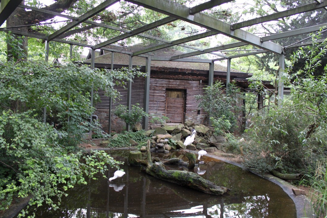 ZOO Antwerpen - Hippotopia (Walkthrough Aviary)