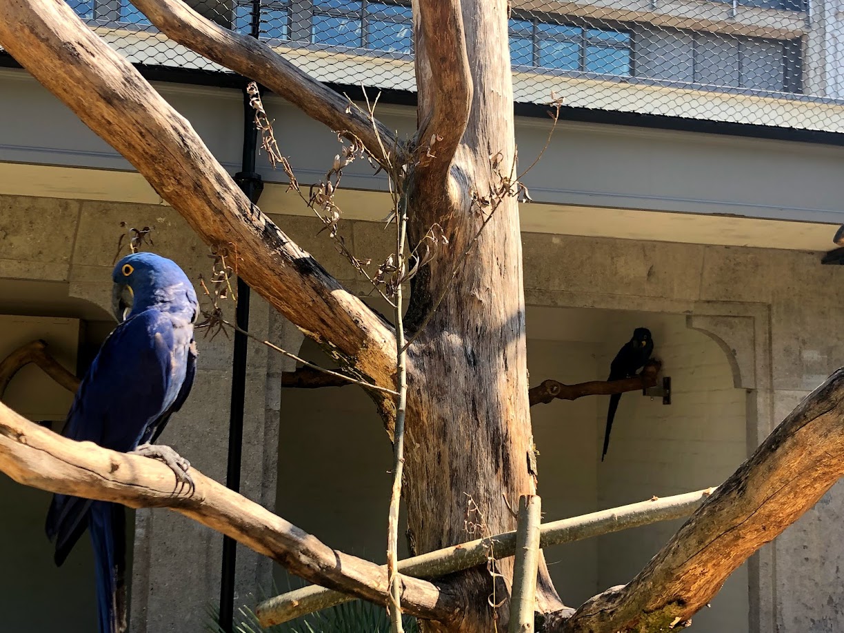 Zoo Antwerpen- hyacinth macaws- 2021