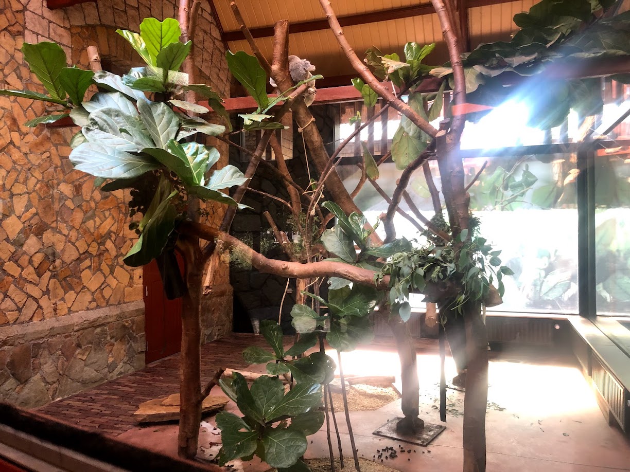 Zoo Antwerpen- koala enclosure- 2021