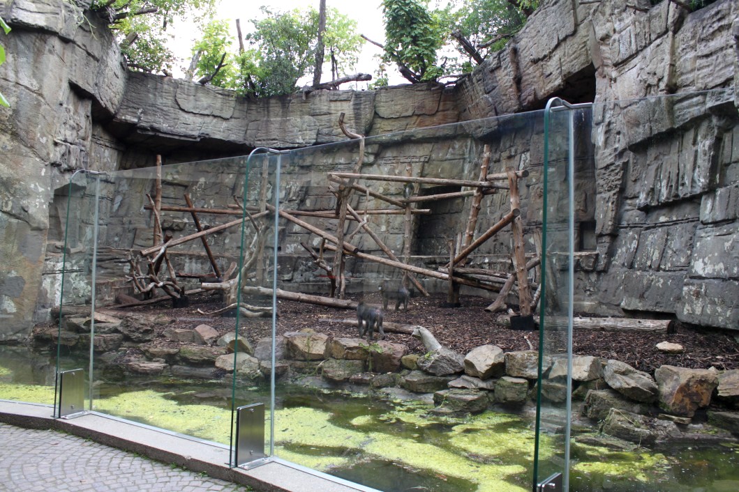 ZOO Antwerpen - Mandrill exhibit