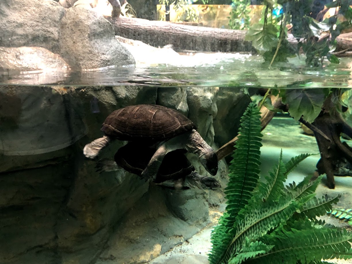 Zoo Antwerpen- mating turtles- 2021