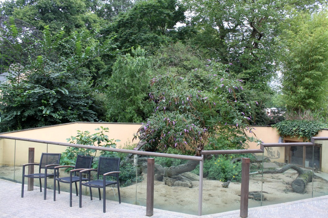 ZOO Antwerpen - Meerkat