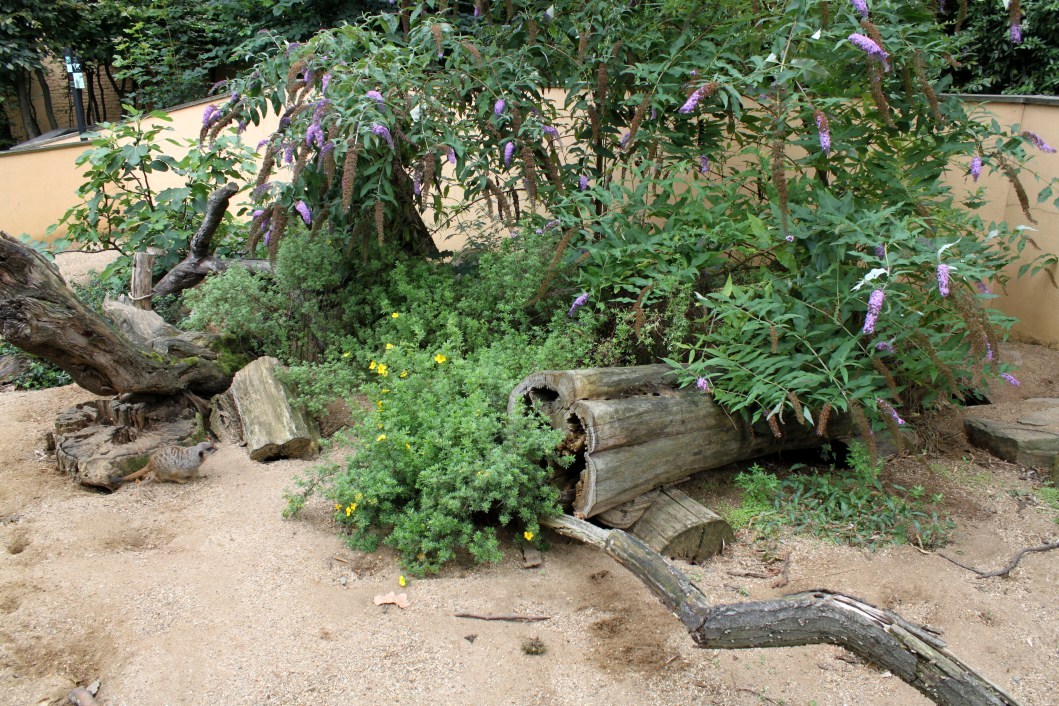 ZOO Antwerpen - Meerkat