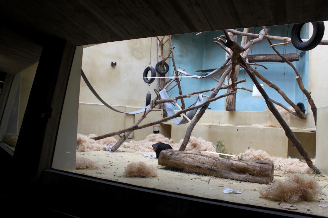 ZOO Antwerpen - Monkey House (Crested macaque)