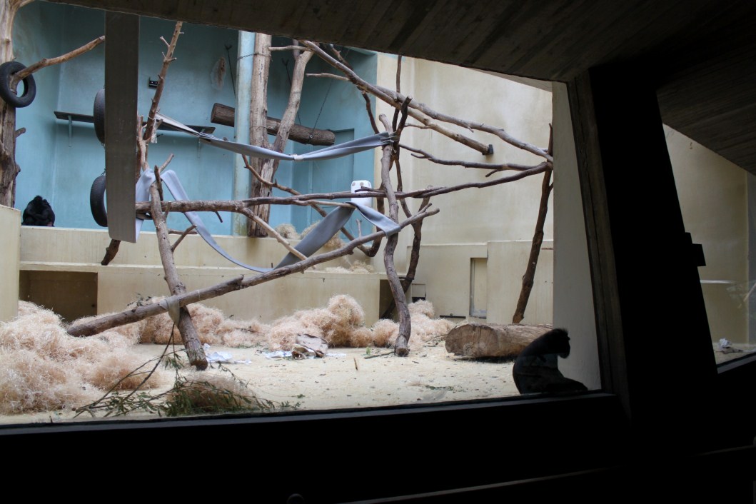 ZOO Antwerpen - Monkey House (Crested macaque)