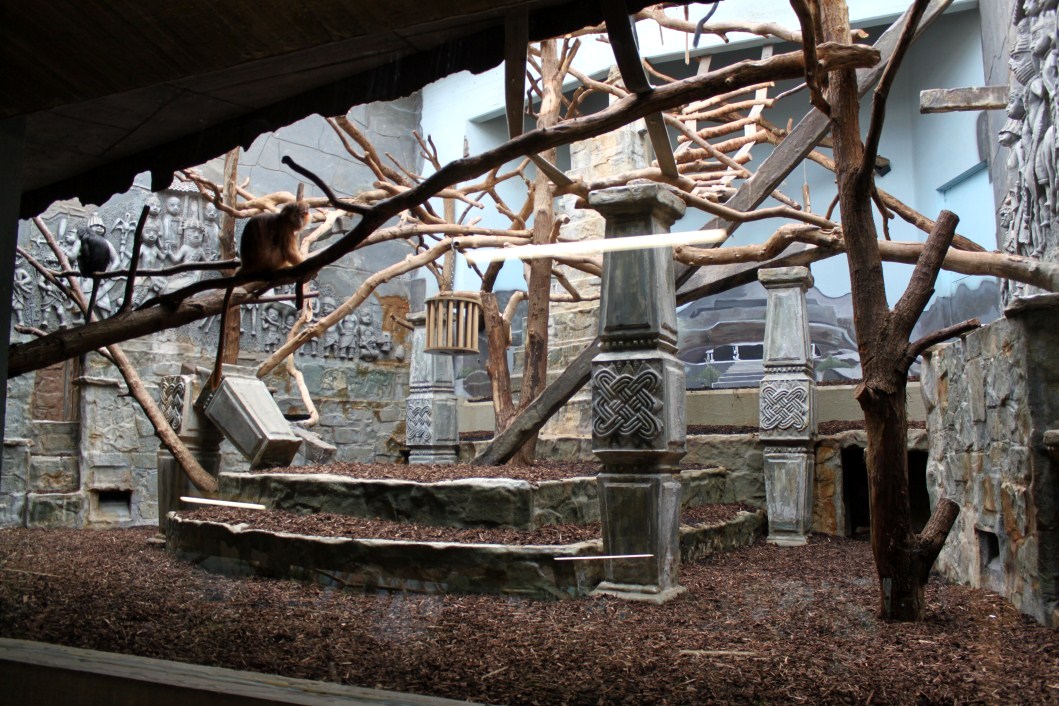 ZOO Antwerpen - Monkey House (Javan langur)