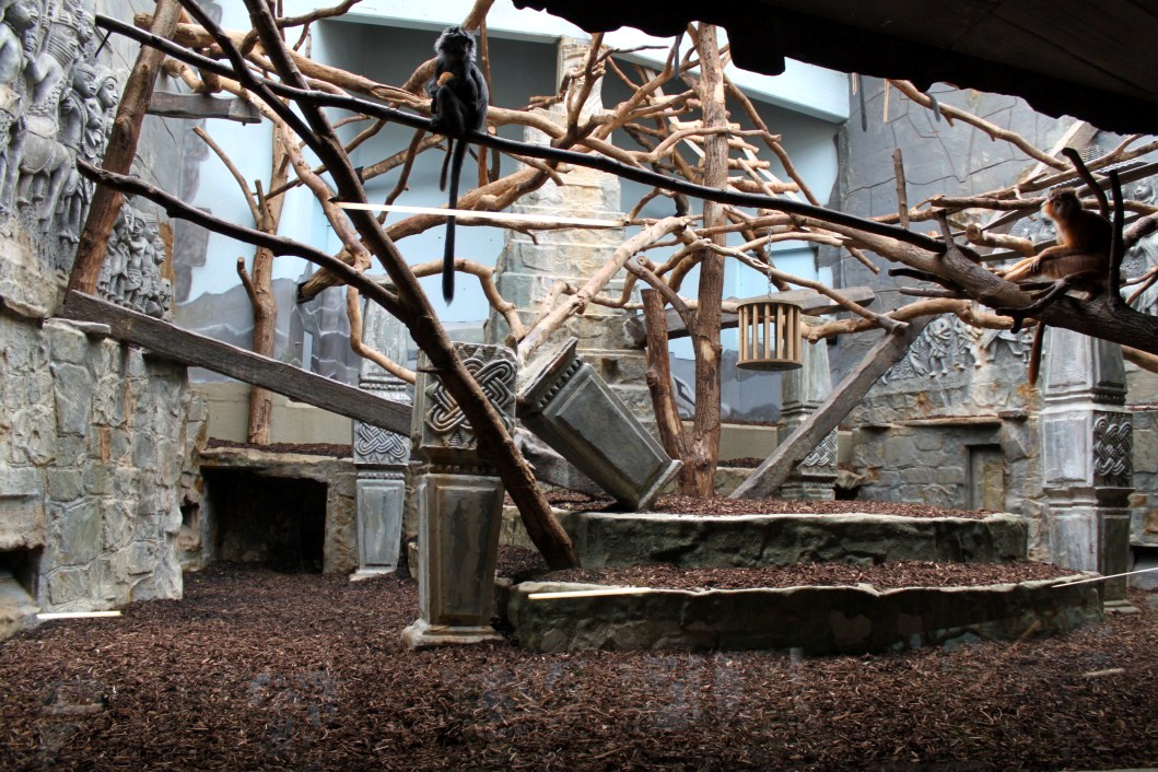ZOO Antwerpen - Monkey House (Javan langur)