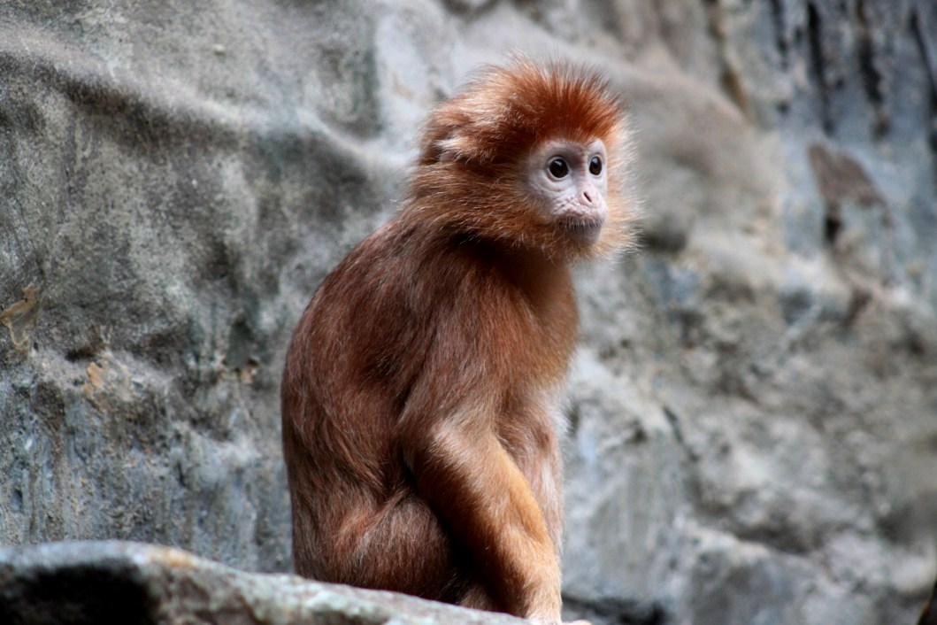 ZOO Antwerpen - Monkey House (Javan langur)