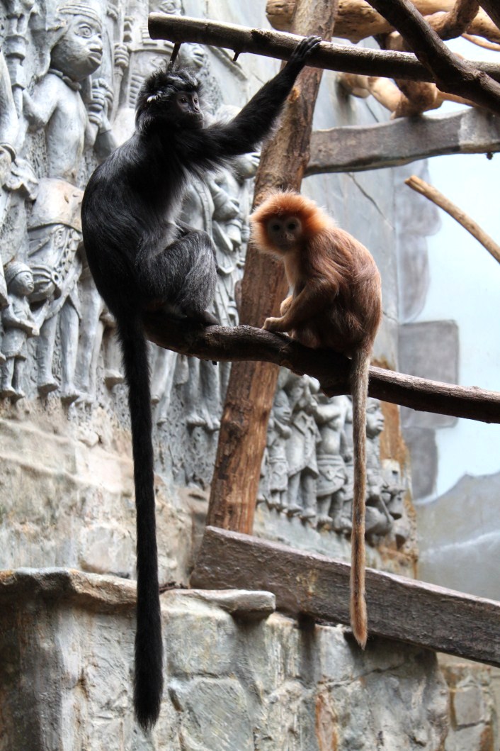ZOO Antwerpen - Monkey House (Javan langurs)