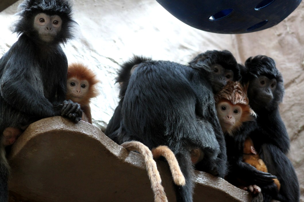ZOO Antwerpen - Monkey House (Javan langurs)