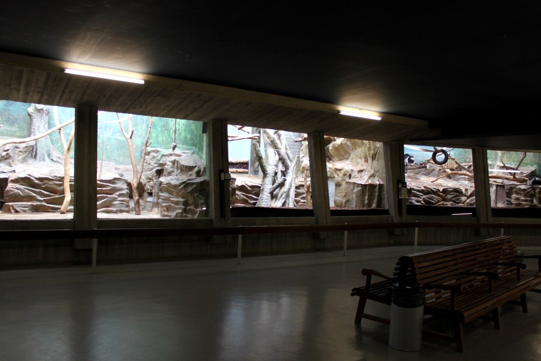 ZOO Antwerpen - Monkey House (Mantled colobus)