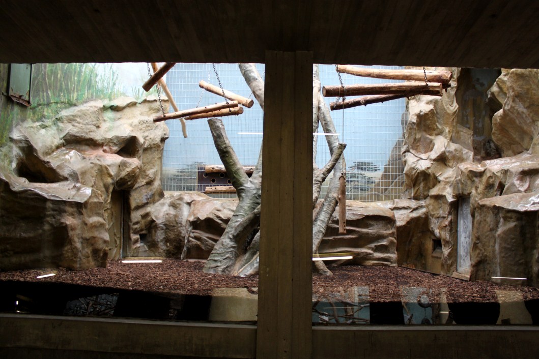 ZOO Antwerpen - Monkey House (Mantled colobus)