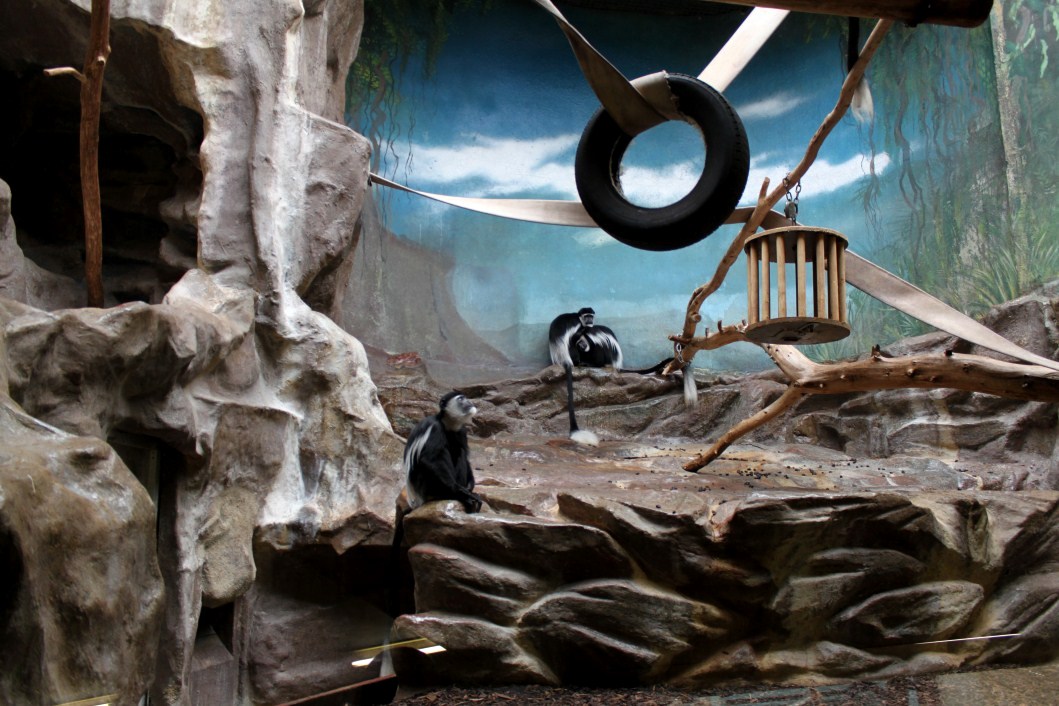 ZOO Antwerpen - Monkey House (Mantled colobus)