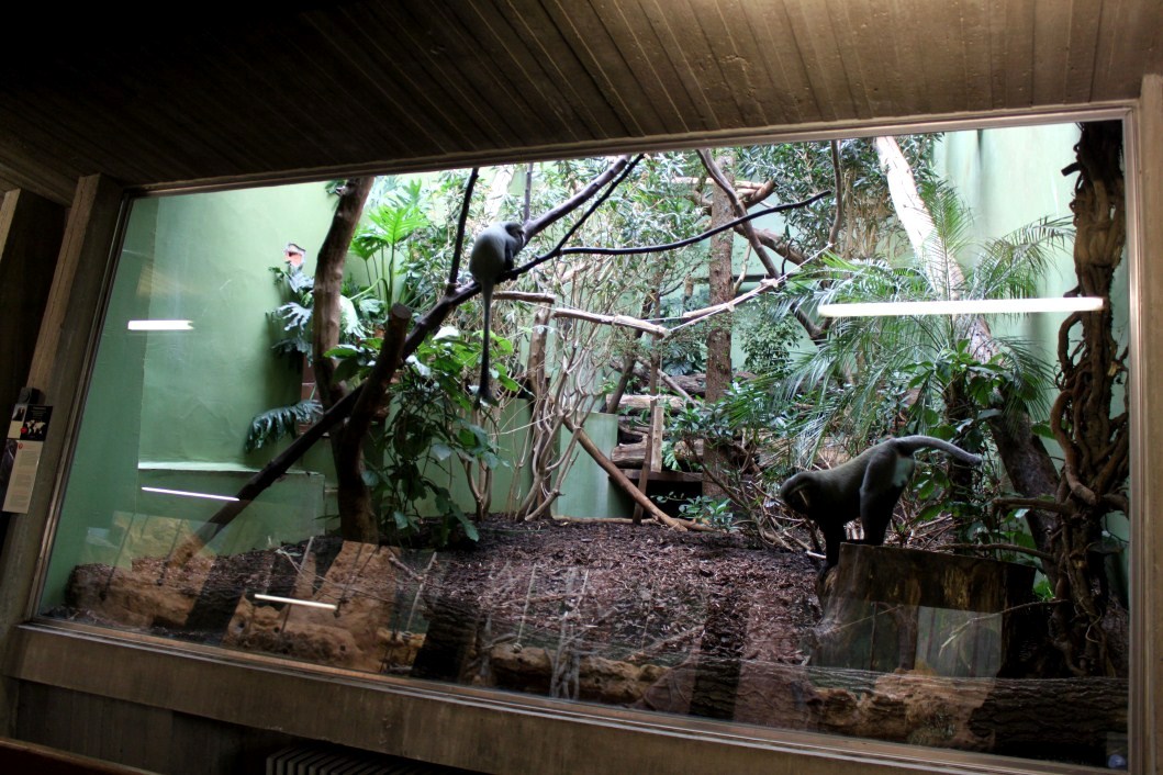 ZOO Antwerpen - Monkey House (Owl-faced monkey)