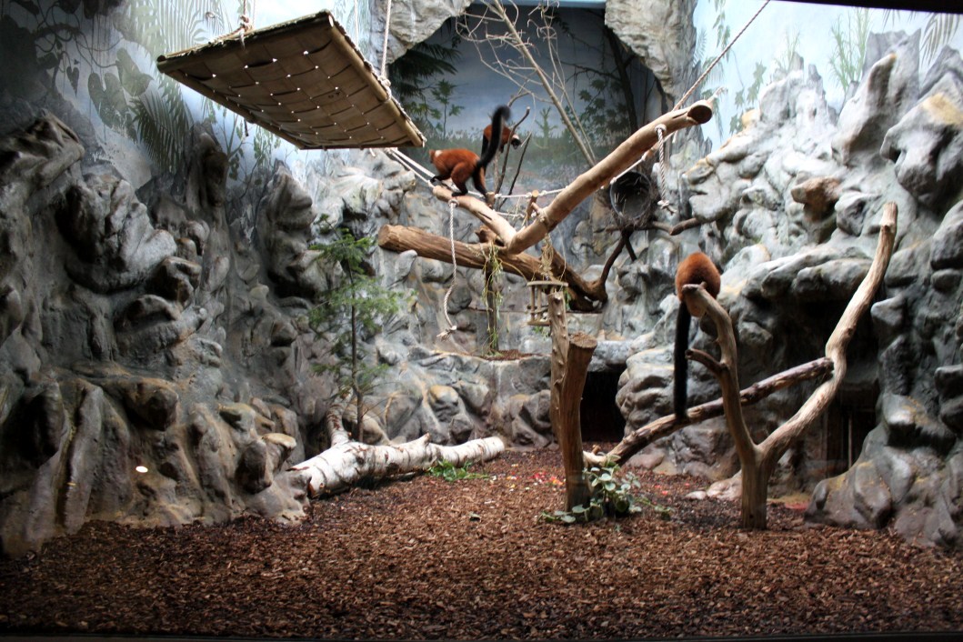 ZOO Antwerpen - Monkey House (Ruffed lemur)