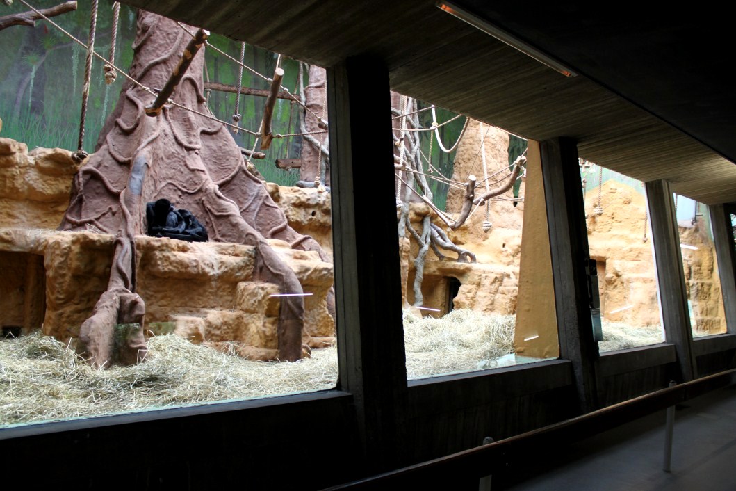 ZOO Antwerpen - Monkey House (Spider monkey)