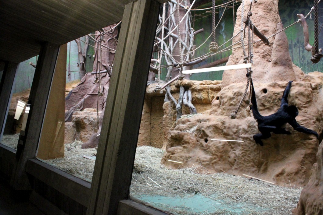 ZOO Antwerpen - Monkey House (Spider monkey)